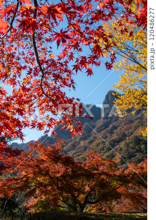 秋の妙義山 妙義山パノラマパークの紅葉 秋の妙義山 妙義山パノラマパークの紅葉 120486277