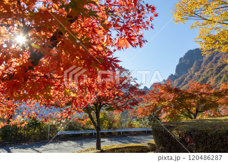 秋の妙義山 妙義山パノラマパークの紅葉 秋の妙義山 妙義山パノラマパークの紅葉 120486287