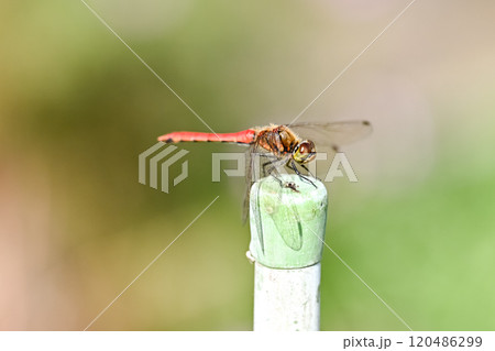 アキアカネ 120486299