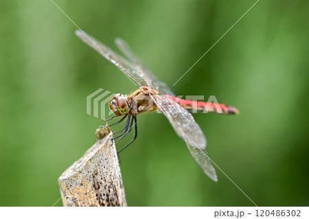 アキアカネ アキアカネ 120486302