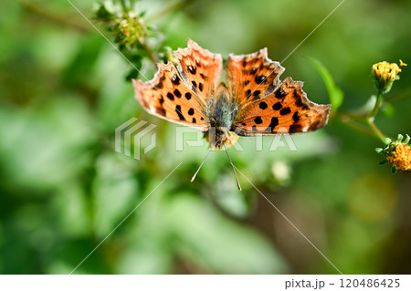 キタテハ 120486425