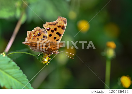 キタテハ 120486432