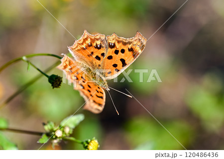 キタテハ キタテハ 120486436