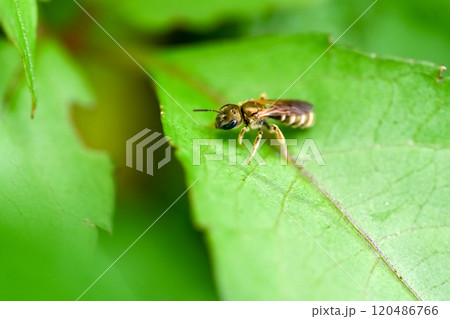 アカガネコハナバチ 120486766