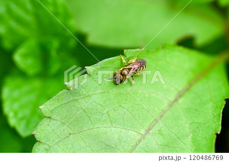 アカガネコハナバチ 120486769