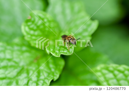 アカガネコハナバチ 120486770