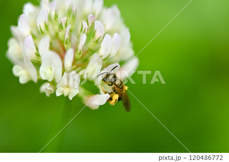 アカガネコハナバチ 120486772