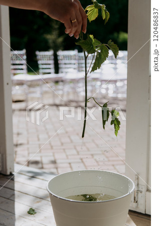 A person is carefully holding a plant inside a bowl filled with water 120486837