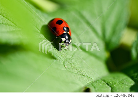 ナナホシテントウ 120486845