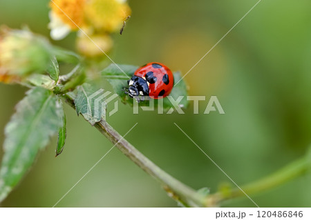 ナナホシテントウ 120486846