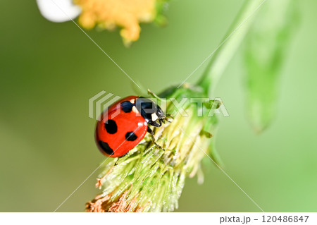 ナナホシテントウ 120486847