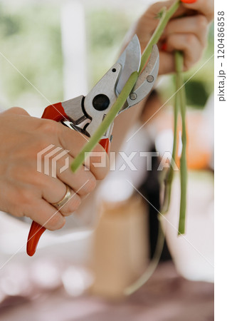 A person is carefully cutting a plant using a pair of scissors A person is carefully cutting a plant using a pair of scissors 120486858