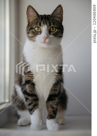A small cat sits on the window sill, gazing at the camera 120486909