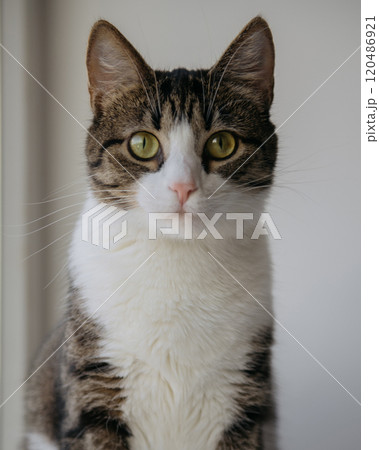 A brown and white cat with striking green eyes gazes at the camera A brown and white cat with striking green eyes gazes at the camera 120486921
