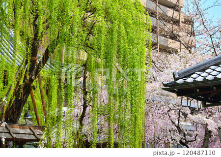 京都 紫雲山頂法寺 六角堂 美しい枝垂れ桜と六角柳(京都市中京区) 京都 紫雲山頂法寺 六角堂 美しい枝垂れ桜と六角柳(京都市中京区) 120487110
