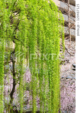 京都　紫雲山頂法寺　六角堂　美しい枝垂れ桜と六角柳（京都市中京区） 120487125
