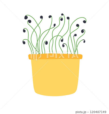 Hand drawn microgreens in pots. Vector illustration in flat style isolated on white background. Micro green. Beets, lettuce, cabbage, sorrel, onion, radish, arugula, peas. Growing superfood at home. Hand drawn microgreens in pots. Vector illustration in flat style isolated on white background. Micro green. Beets, lettuce, cabbage, sorrel, onion, radish, arugula, peas. Growing superfood at home. 120487149