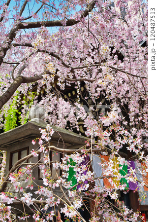 京都 紫雲山頂法寺 六角堂 満開の美しい枝垂れ桜(京都市中京区) 京都 紫雲山頂法寺 六角堂 満開の美しい枝垂れ桜(京都市中京区) 120487513