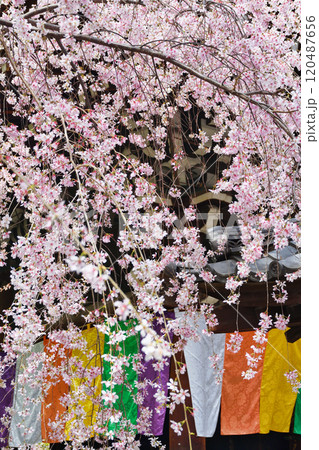 京都 紫雲山頂法寺 六角堂 美しい満開の枝垂れ桜(京都市中京区) 京都 紫雲山頂法寺 六角堂 美しい満開の枝垂れ桜(京都市中京区) 120487656