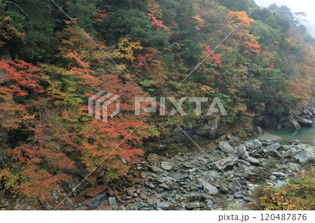 吉野川を彩る紅葉　（高知県　いの町　葛原橋付近） 120487876