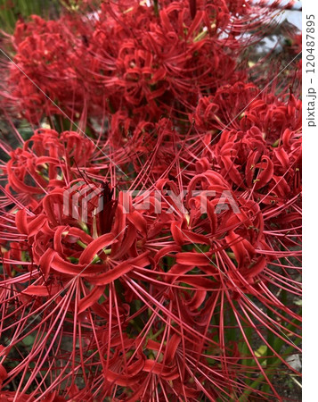 彼岸花 ＊ 曼珠沙華　　　・～・・Red magic lily・・～・　　 120487895