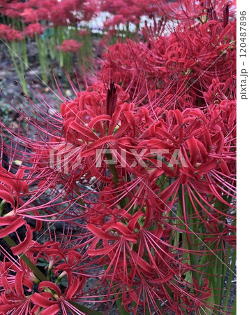 彼岸花 ＊ 曼珠沙華　　　・～・・Red magic lily・・～・　　 120487896