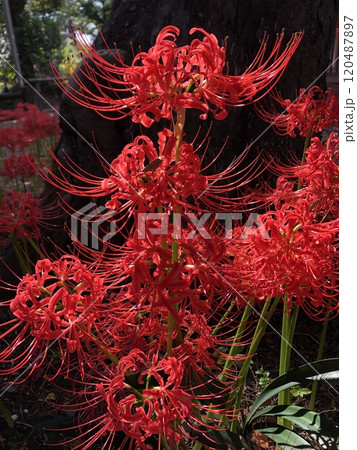彼岸花 ＊ 曼珠沙華　　　・～・・Red magic lily・・～・　　 120487897