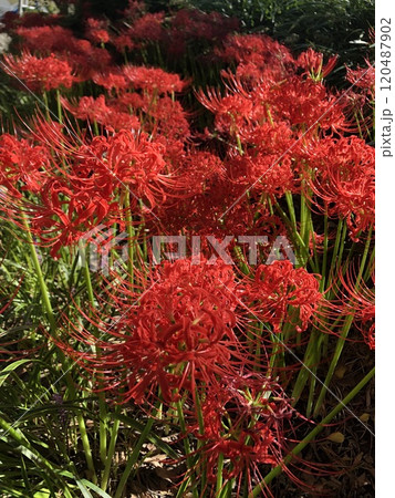 彼岸花 ＊ 曼珠沙華　　　・～・・Red magic lily・・～・　　 120487902