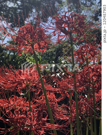 彼岸花 ＊ 曼珠沙華　　　・～・・Red magic lily・・～・　　 120487903