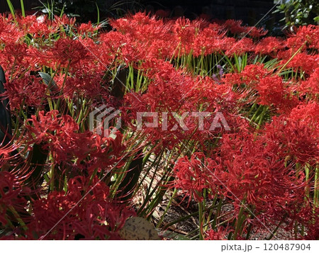 彼岸花 ＊ 曼珠沙華　　　・～・・Red magic lily・・～・　　 120487904