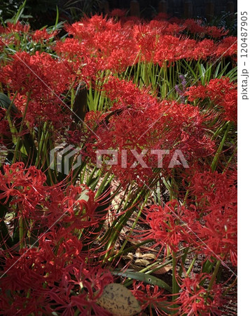 彼岸花 * 曼珠沙華 ・~・・Red magic lily・・~・ 彼岸花 * 曼珠沙華 ・~・・Red magic lily・・~・ 120487905
