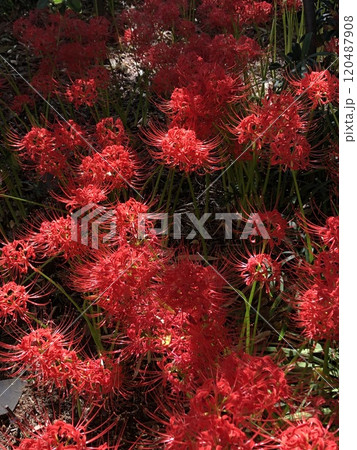 彼岸花 ＊ 曼珠沙華　　　・～・・Red magic lily・・～・　　 120487908