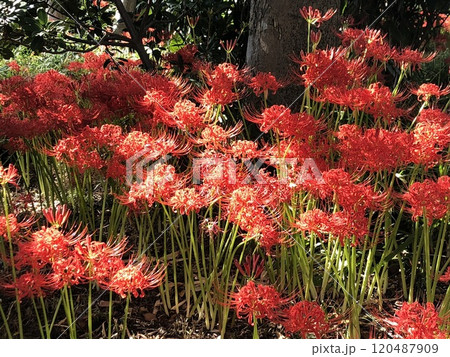 彼岸花 * 曼珠沙華 ・~・・Red magic lily・・~・ 彼岸花 * 曼珠沙華 ・~・・Red magic lily・・~・ 120487909