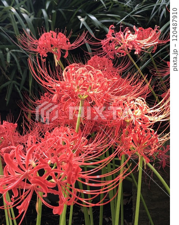 彼岸花 ＊ 曼珠沙華　　　・～・・Red magic lily・・～・　　 120487910