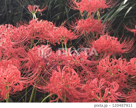 彼岸花 ＊ 曼珠沙華　　　・～・・Red magic lily・・～・　　 120487911