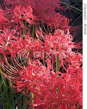 彼岸花 ＊ 曼珠沙華　　　・～・・Red magic lily・・～・　　 120487913