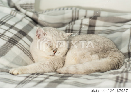 cute cat breed Scottish Chinchilla sleeps in home environment 120487987
