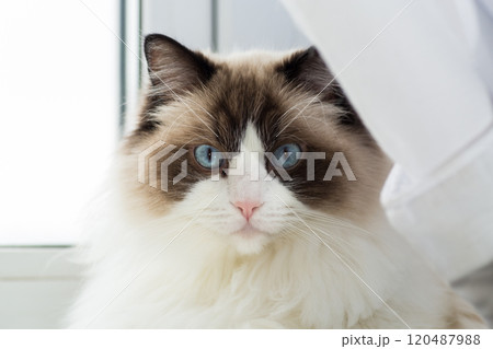 Portrait of a beautiful Ragdoll cat in a home environment Portrait of a beautiful Ragdoll cat in a home environment 120487988