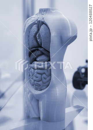 Model of human body with internal organs printed on 3D printer. Object human body with open internal organs lungs, heart, intestines, liver created on 3D printer from molten plastic. FDM 3D Printing 120488027