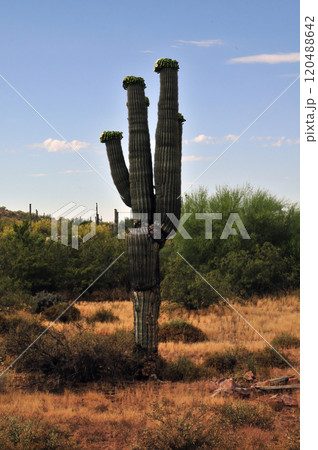 Old Saguaro Cactus Sonora desert Arizona 120488642