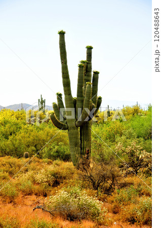 Old Saguaro Cactus Sonora desert Arizona 120488643