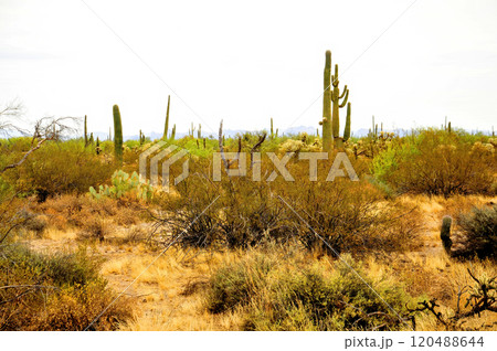 Central Sonora Desert Arizona 120488644