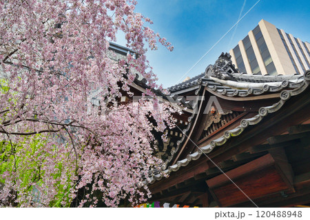 京都 紫雲山頂法寺 六角堂 美しい満開の枝垂れ桜(京都市中京区) 京都 紫雲山頂法寺 六角堂 美しい満開の枝垂れ桜(京都市中京区) 120488948