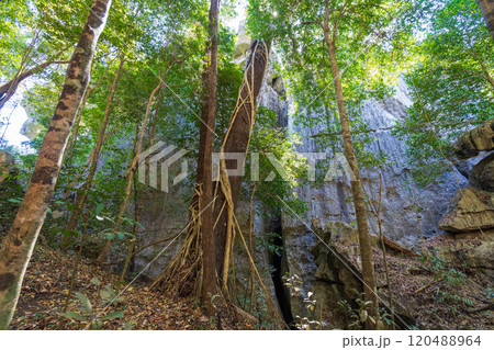 Majestic Limestone Cliffs and Tangled Roots in Bemaraha National Park. 120488964