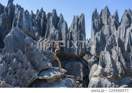 Majestic Tsingy de Bemaraha Cliffs, Madagascar. 120488977