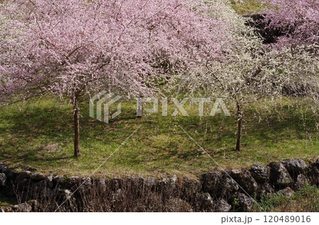 川売の梅花(愛知県新城市) 川売の梅花(愛知県新城市) 120489016