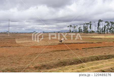 Farmers and Cattle Working in Fields Near Isalo National Park, Madagascar. 120489276