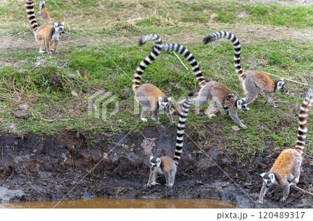 Ring-tailed Lemurs Drinking Water at Dawn in Isalo National Park, Madagascar. Ring-tailed Lemurs Drinking Water at Dawn in Isalo National Park, Madagascar. 120489317