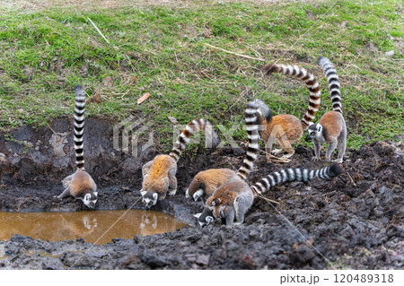 Ring-Tailed Lemurs Drinking Water in Isalo National Park, Madagascar. Ring-Tailed Lemurs Drinking Water in Isalo National Park, Madagascar. 120489318