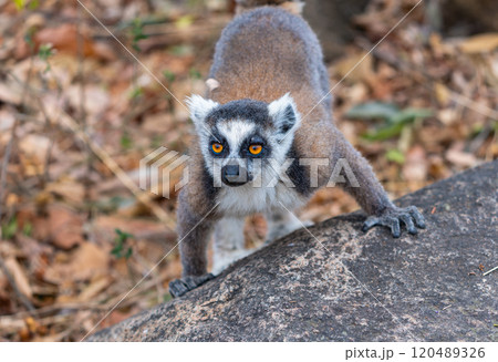 Ring-Tailed Lemur on Rock in Isalo National Park, Madagascar. 120489326